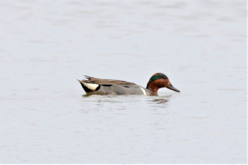 Green-winged Teal - 20-06-2019