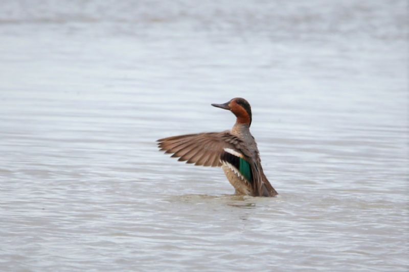 Green-winged Teal - 20-06-2019