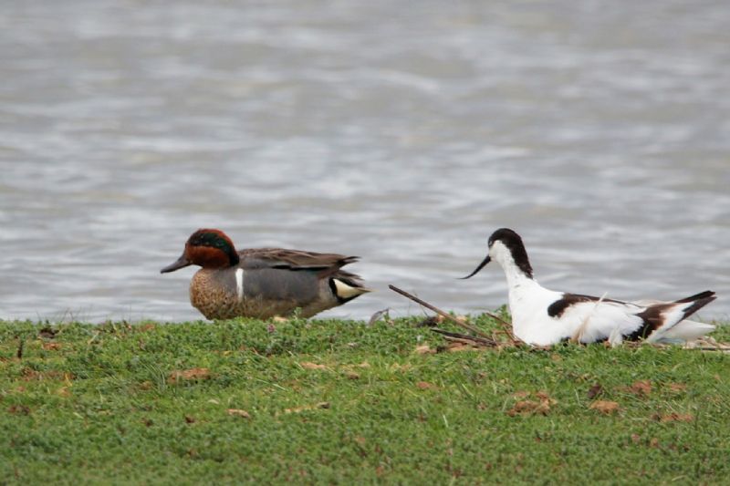 Green-winged Teal - 20-06-2019