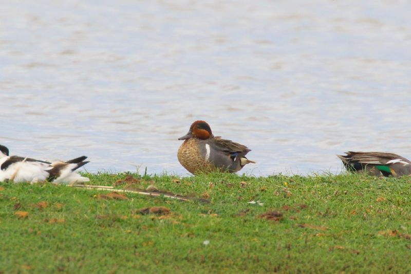 Green-winged Teal - 20-06-2019