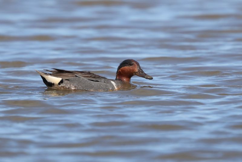 Green-winged Teal - 22-06-2019