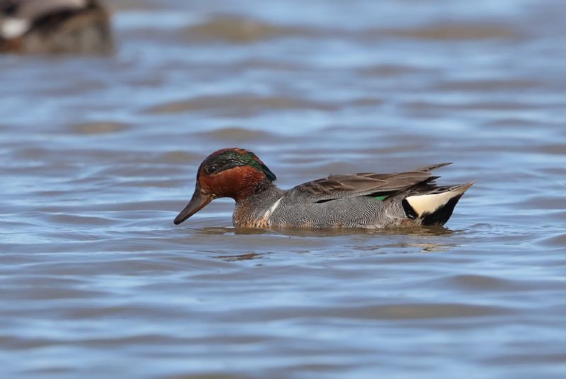 Green-winged Teal - 22-06-2019