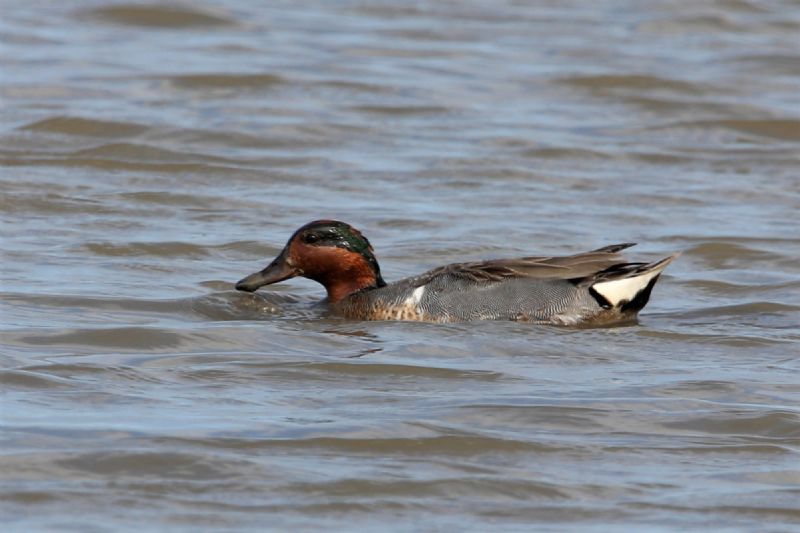 Green-winged Teal - 23-06-2019