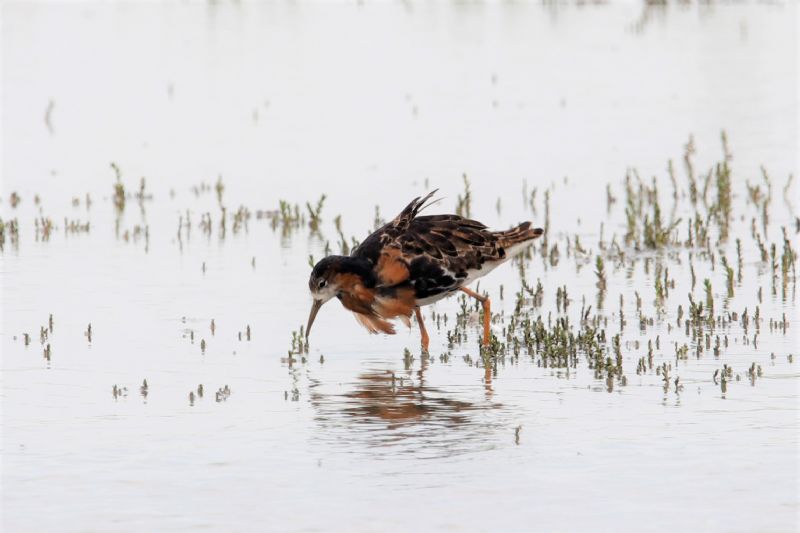 Ruff - 23-06-2019