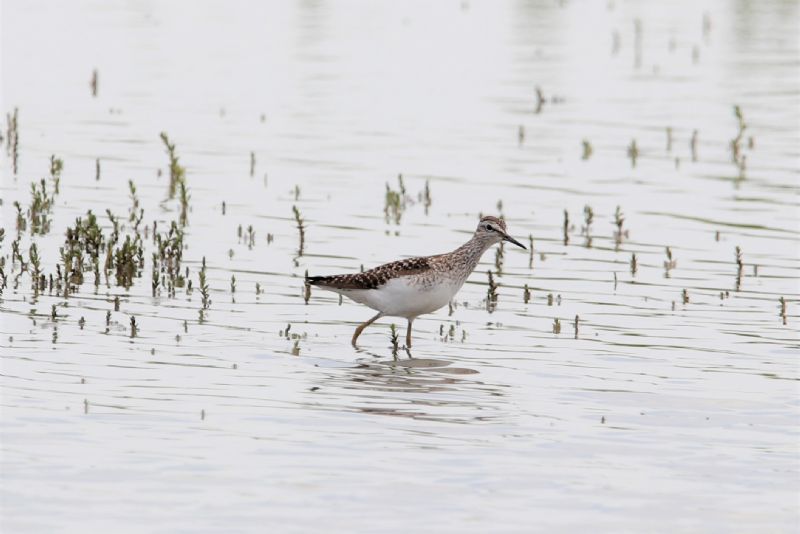 Wood Sandpiper - 24-06-2019