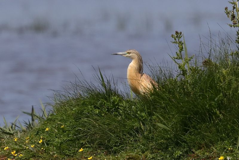 Squacco Heron - 29-06-2019