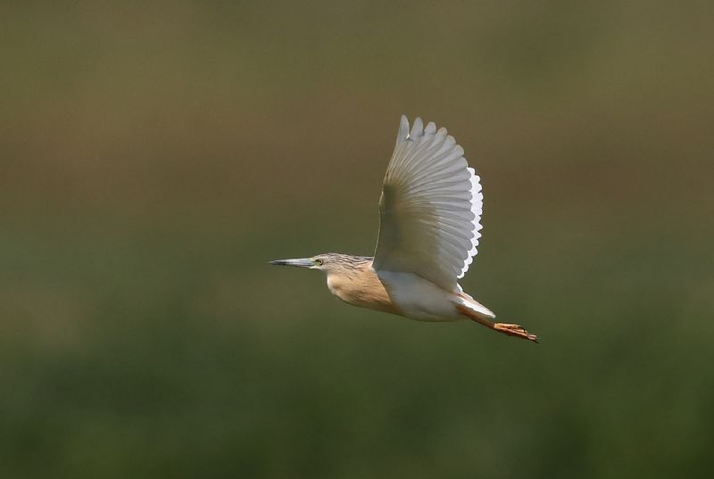 Squacco Heron - 29-06-2019