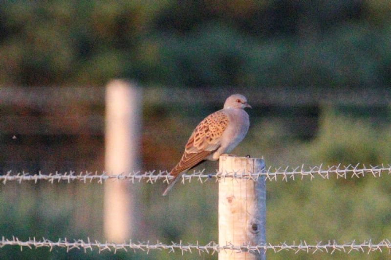 Turtle Dove - 05-07-2019