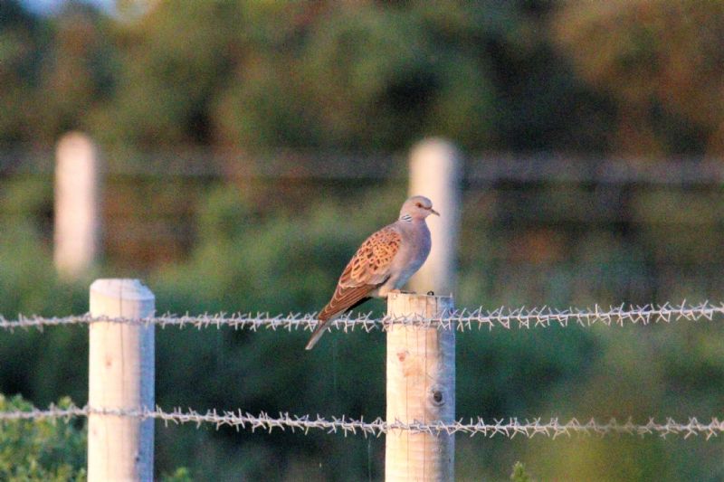 Turtle Dove - 05-07-2019