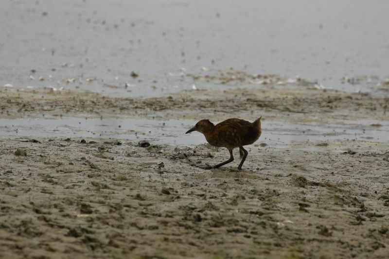 Water Rail - 17-07-2019