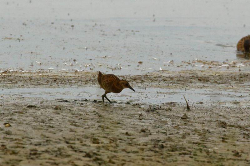 Water Rail - 17-07-2019