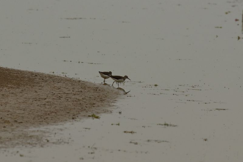 Green Sandpiper - 17-07-2019