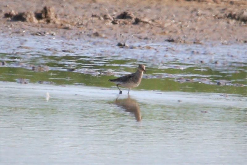 Pectoral Sandpiper - 03-08-2019