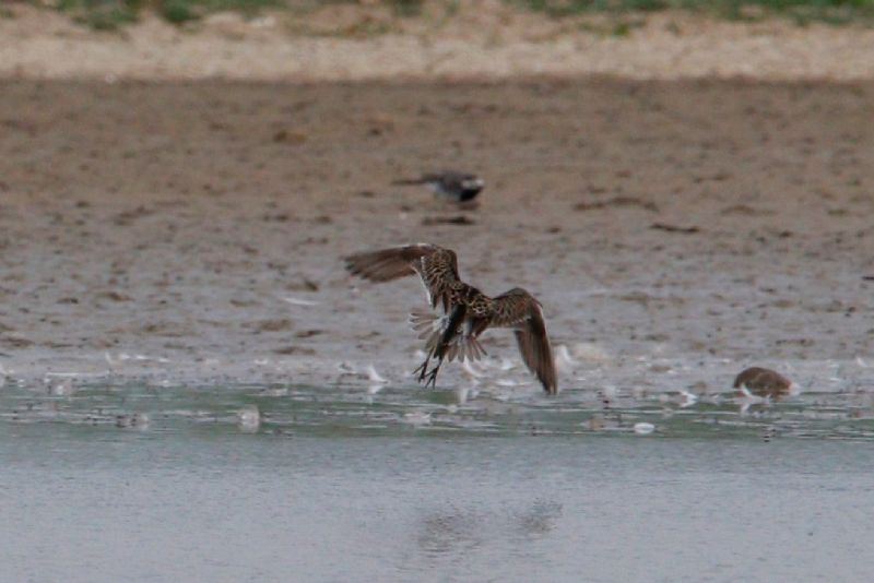 Pectoral Sandpiper - 04-08-2019