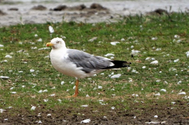 Yellow-legged Gull - 05-08-2019