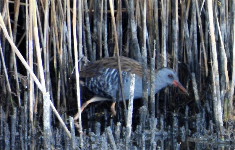 Water Rail - 06-08-2019