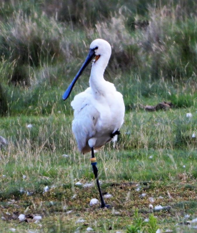 Spoonbill - 08-08-2019