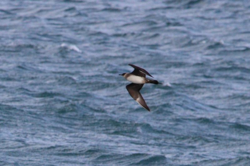 Arctic Skua - 10-08-2019