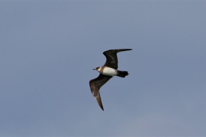 Arctic Skua - 10-08-2019