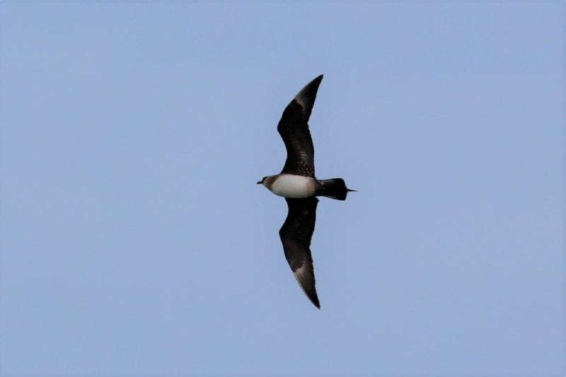 Arctic Skua - 10-08-2019