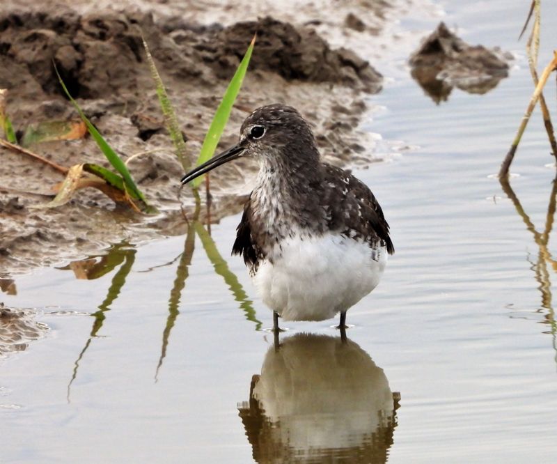 Green Sandpiper - 11-08-2019