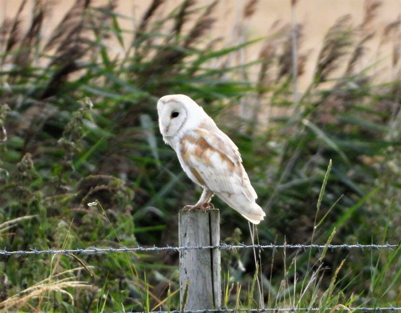 Barn Owl - 11-08-2019