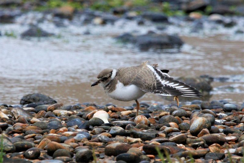 Ringed Plover - 15-08-2019