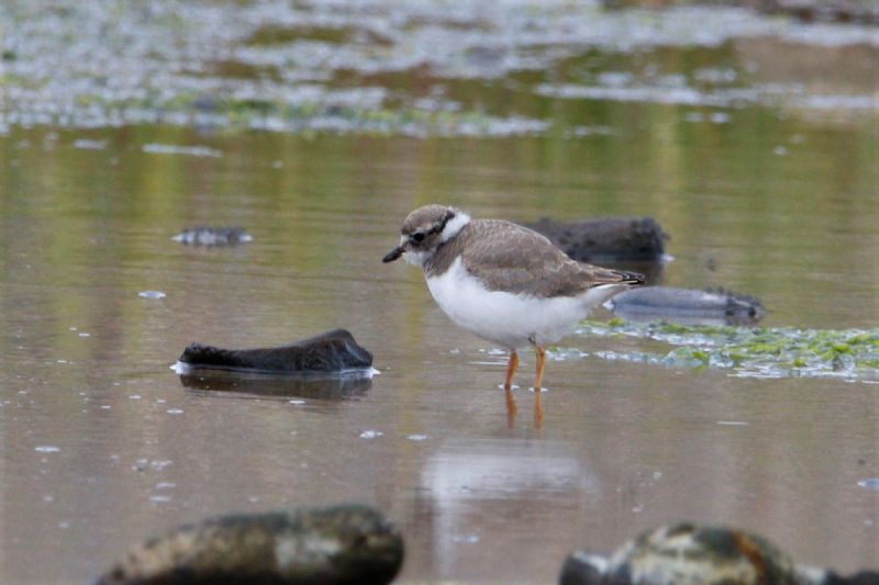 Ringed Plover - 15-08-2019