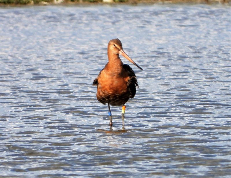 Black-tailed Godwit - 17-08-2019