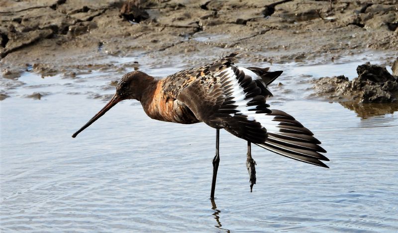 Black-tailed Godwit - 17-08-2019