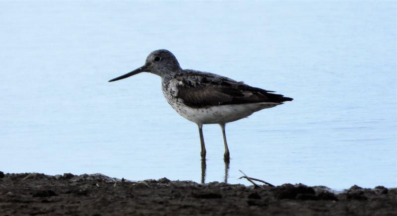 Greenshank - 17-08-2019