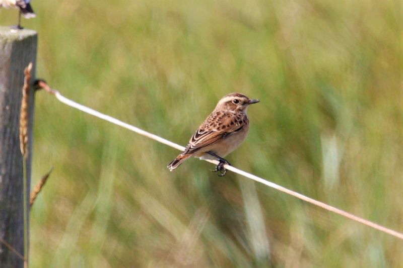 Whinchat - 18-08-2019