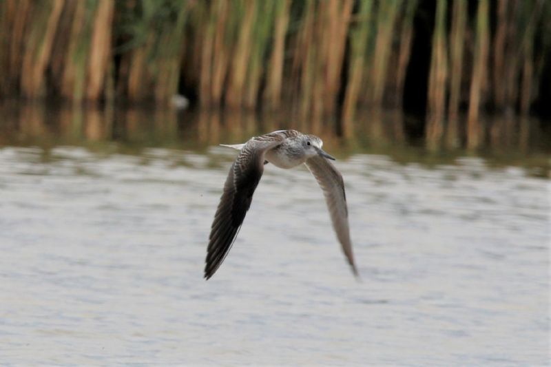 Greenshank - 18-08-2019