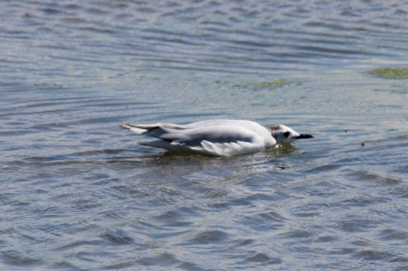 Little Gull - 18-08-2019