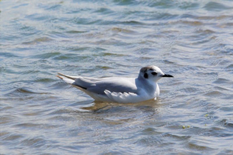 Little Gull - 18-08-2019