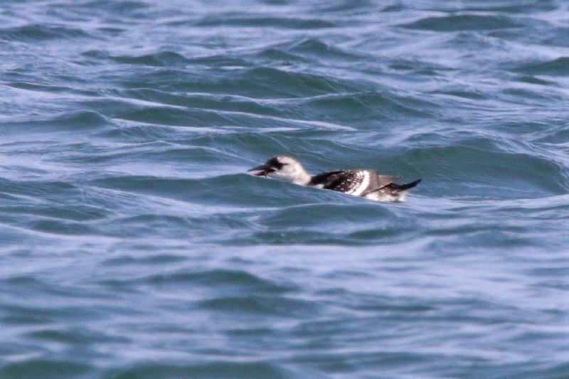 Black Guillemot - 22-08-2019