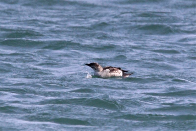 Black Guillemot - 22-08-2019