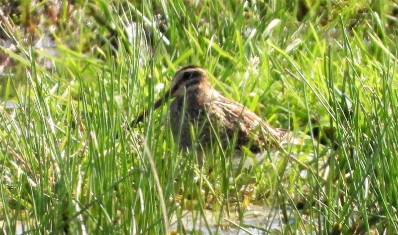 Snipe - 22-08-2019