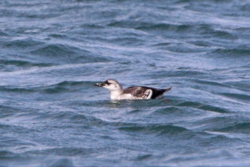 Black Guillemot - 22-08-2019