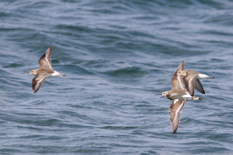 Curlew Sandpiper - 22-08-2019