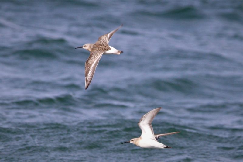 Curlew Sandpiper - 22-08-2019