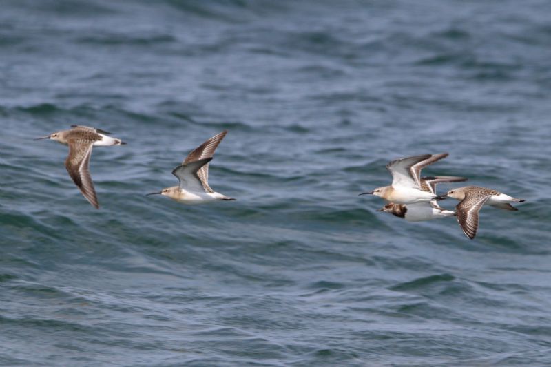 Curlew Sandpiper - 22-08-2019