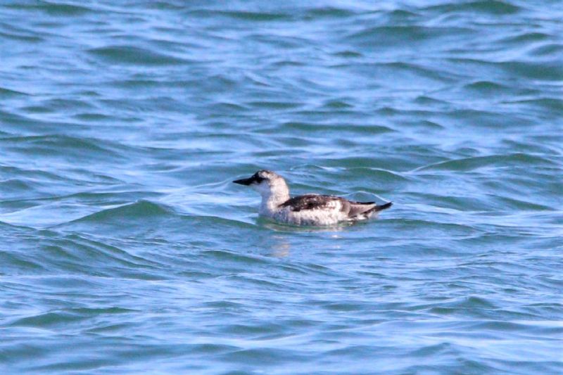 Black Guillemot - 23-08-2019