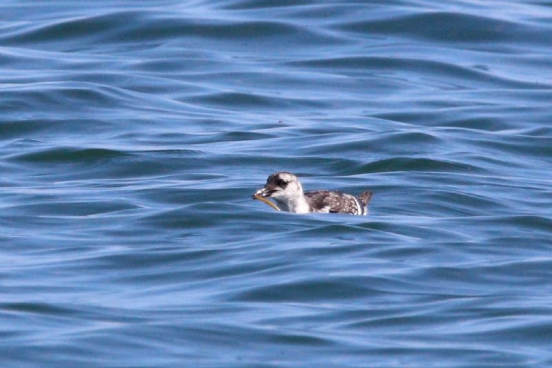 Black Guillemot - 23-08-2019