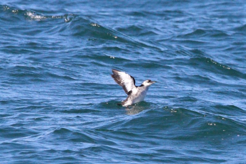 Black Guillemot - 23-08-2019