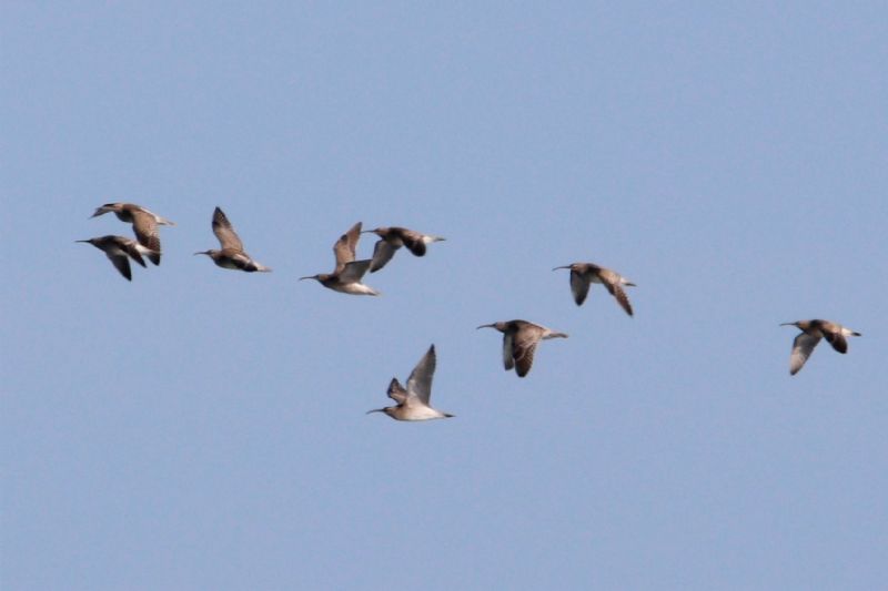 Whimbrel - 23-08-2019