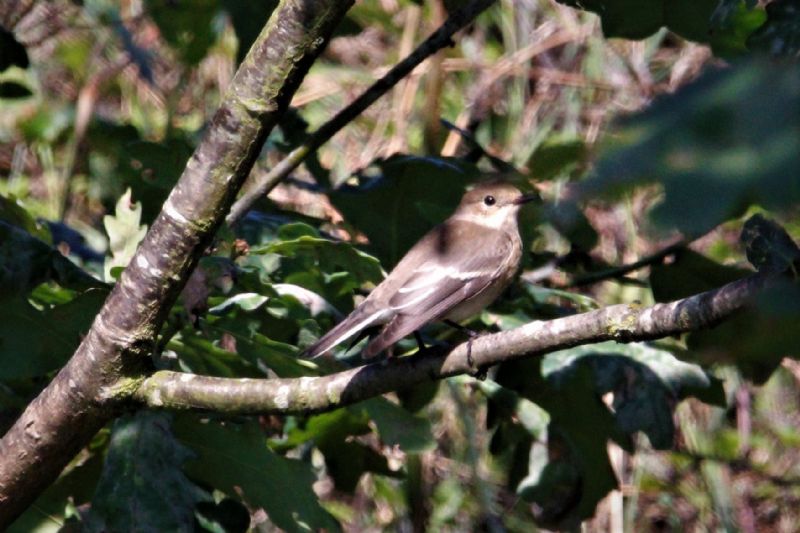 Pied Flycatcher - 24-08-2019