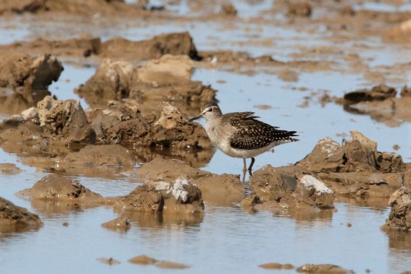 Wood Sandpiper - 29-08-2019