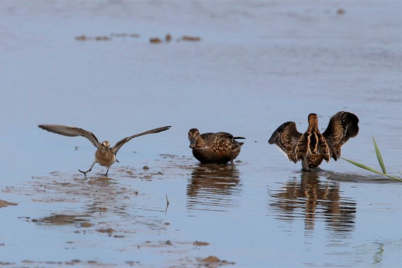 Curlew Sandpiper - 29-08-2019