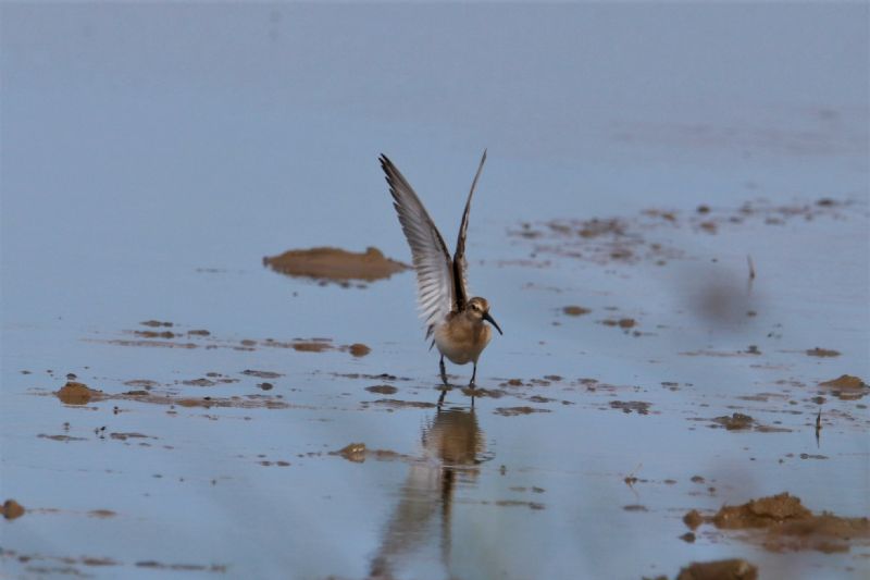 Curlew Sandpiper - 29-08-2019